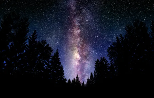 Лес, небо, космос, ночь, пейзажи, звёзды, млечный путь