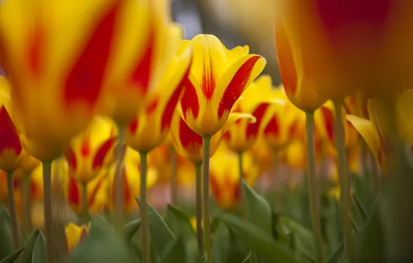 Природа, фокус, весна, тюльпаны, много, желто-красные