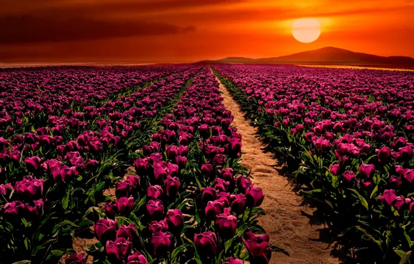 Картинка поле, закат, цветы, тюльпаны, Турция, Turkey, Konya, Конья