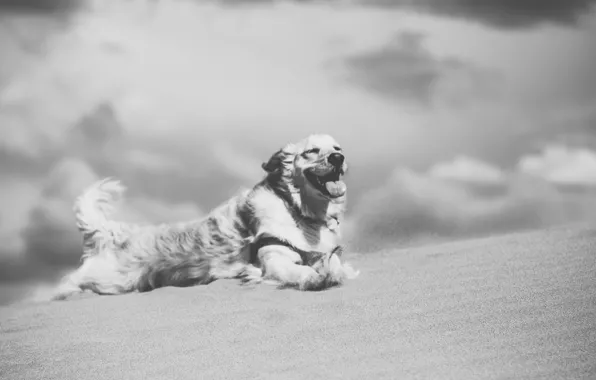 Desert, dog, clouds, sand, wind, dry