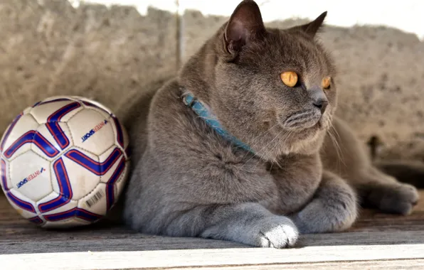 Кошка, футбол, мяч