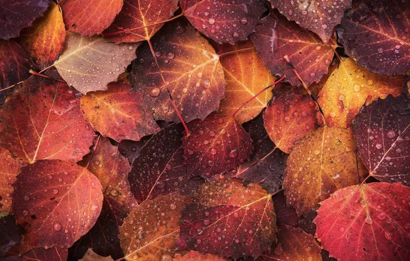 Осень, капли, макро, листва