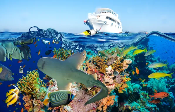 Картинка море, рыбы, акула, яхта, кораллы, подводный мир