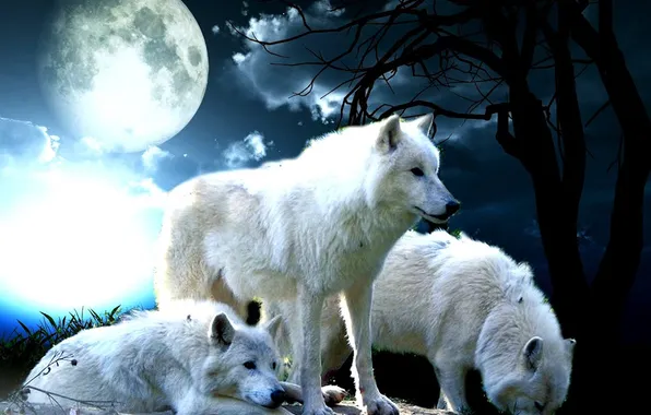 Nature, snow, predator, face, animal, wolf, wildlife, portrait