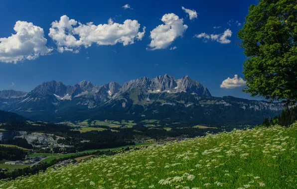 Картинка горы, дерево, Австрия, Альпы, луг, панорама, Austria, Alps