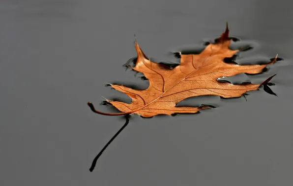 Картинка осень, вода, природа, лист