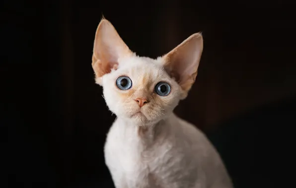 Кошка, кот, взгляд, поза, мордашка