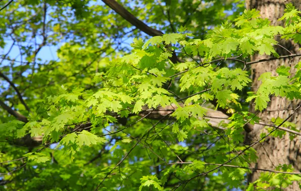 Forest, park, leafs, twigs