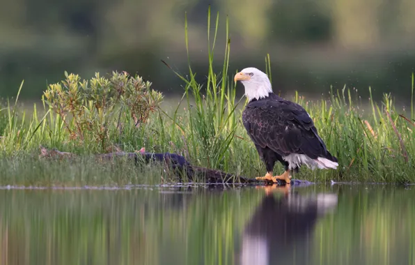 Картинка берег, водоем, белоголовый орлан, птица, трава