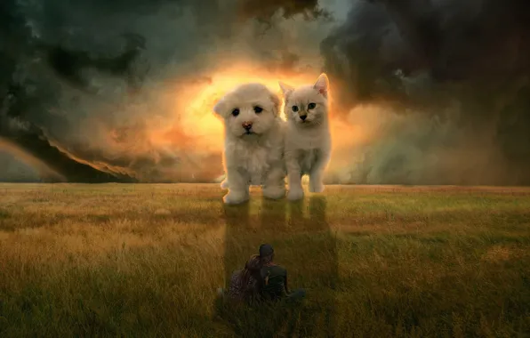 Поле, кошка, небо, тучи, рендеринг, котенок, фантазия, девушки