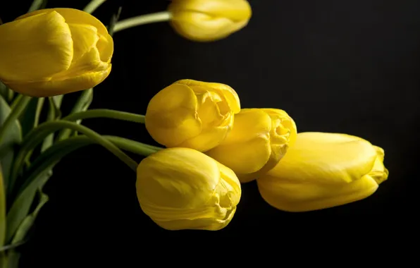 Картинка цветы, фон, черный, желтые, лепестки, тюльпаны