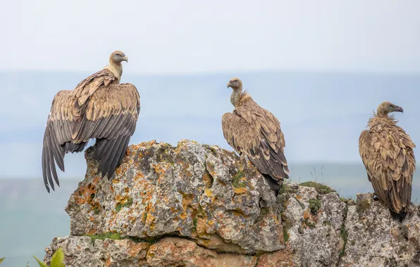 Birds, vultures, scavengers