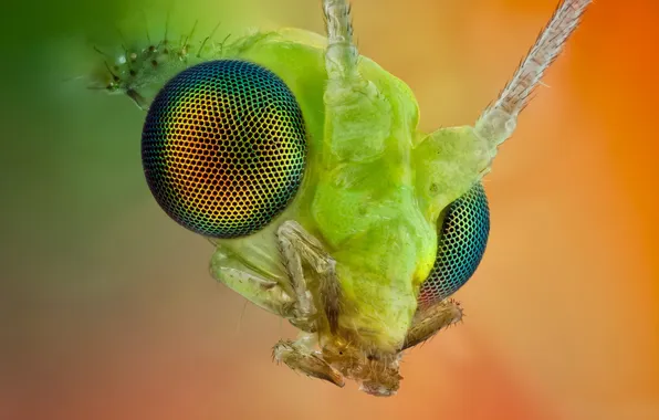Картинка eyes, head, chrysopidae