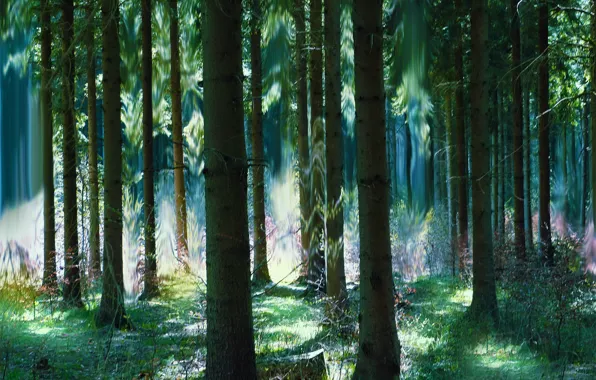 Картинка лес, лето, деревья, магия