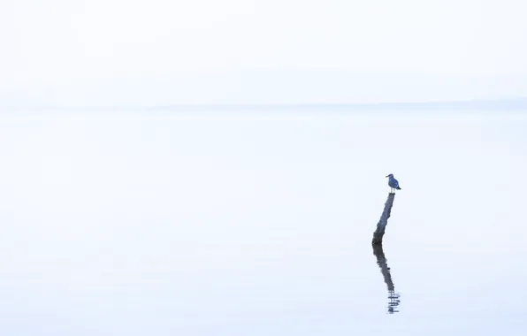 Картинка озеро, птица, минимализм
