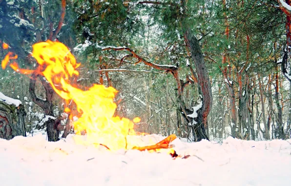 Солнце, Небо, Природа, Дерево, Деревья, Лес, Ель, Ствол