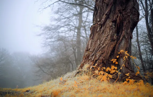 Природа, туман, дерево