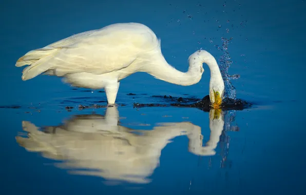 Lake, splash, fishing, hunting, egret