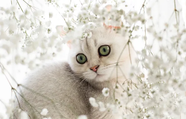 Кошка, белый, кот, взгляд, цветы, поза, котенок, белый фон
