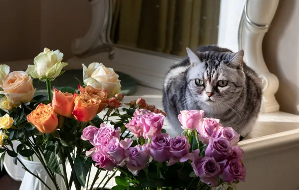 Кошка, кот, взгляд, свет, цветы, розы, букет, зеркало