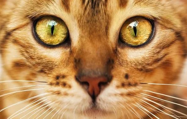 Картинка кот, взгляд, мордочка, окрас, зеленые глаза