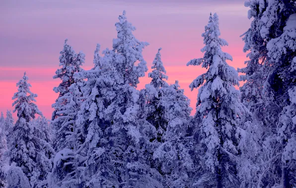 Картинка зима, деревья, закат, ели, Финляндия, Finland, Lapland, Лапландия