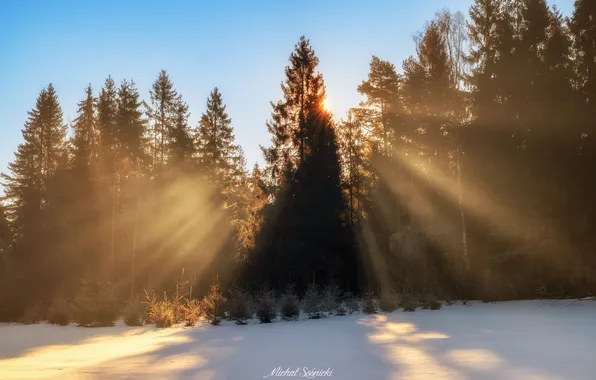 Картинка лес, природа, рассвет, утро, Sośnicki Michał