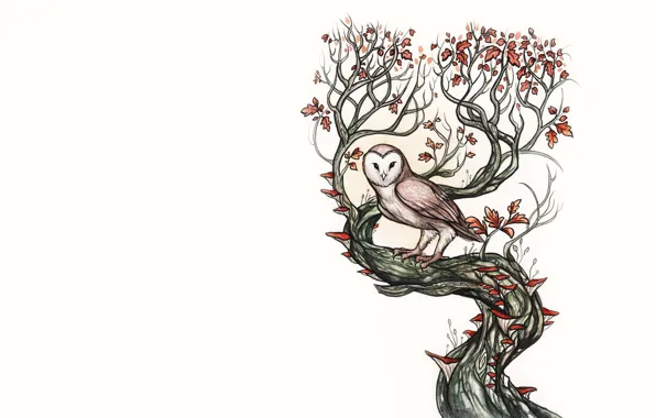 Листья, дерево, сова, птица, owl