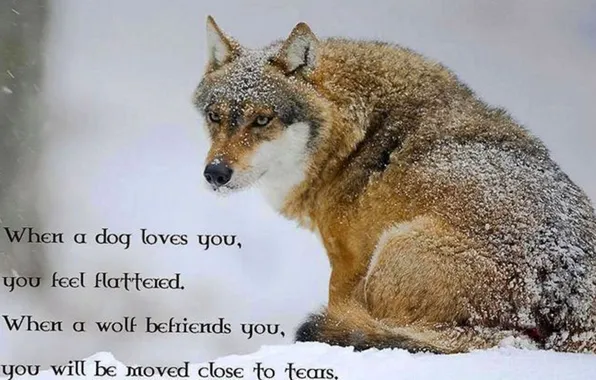Картинка animal, quote, sayings, wolf wisdom