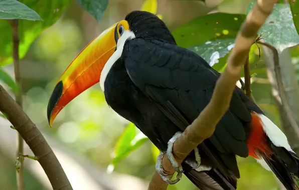 Картинка beautiful, beautiful bird, Big Beak Bird, Colorful bird, Yellow beak, Great tropical bird, big beak, …