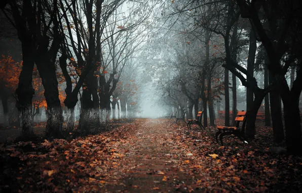 Картинка осень, город, туман, парк, скамья