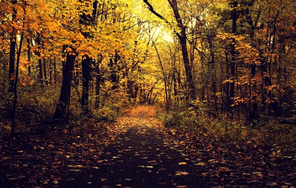Дорога, осень, асфальт, листья, деревья, ветки, природа, парк