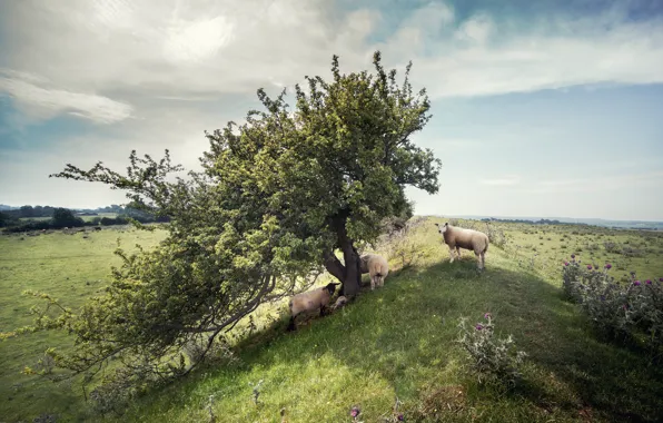 Природа, дерево, овцы