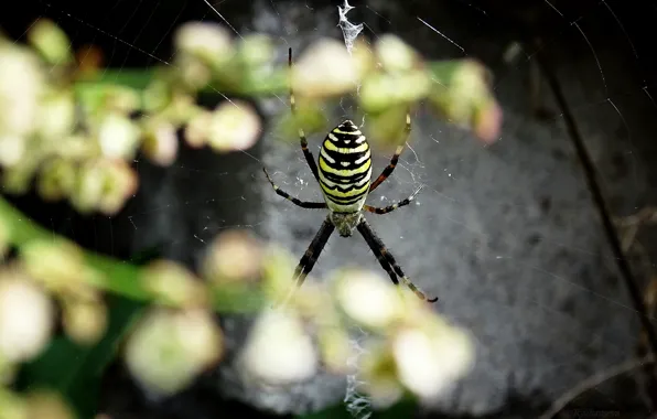 Макро, Паук, spider, macro