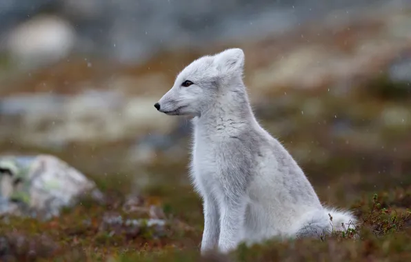 Картинка осень, природа, профиль, песец