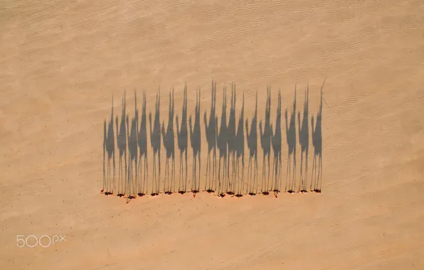 Картинка верблюды, тени, пустыня, караван