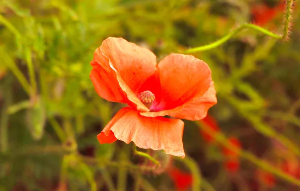 Red, flower, poppy