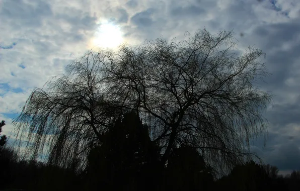 Dark, sky, tree