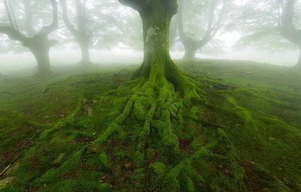 Картинка деревья, корни, туман, мох