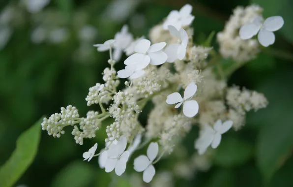 Картинка листья, цветы, белые, бутоны, кустарник, гортензия, соцветие