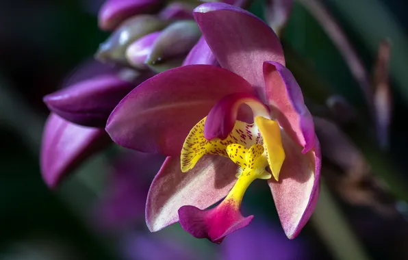 Макро, орхидея, Спатоглоттис
