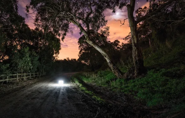 Картинка дорога, свет, ночь, дерево