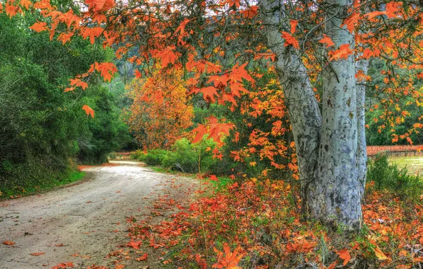 Дорога, осень, листья, деревья