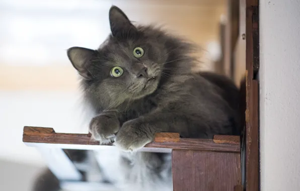 Глаза, взгляд, котейка