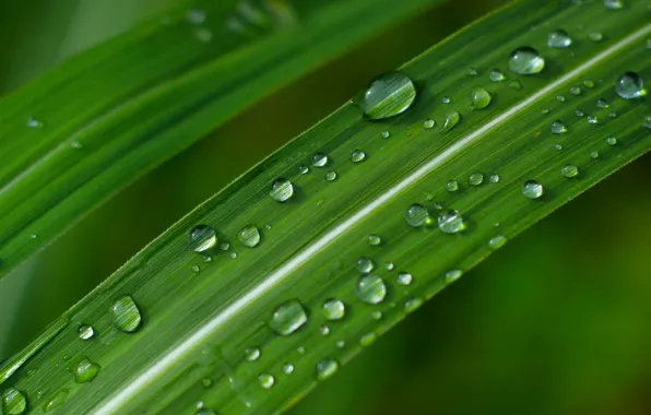Green, grass, water, drops