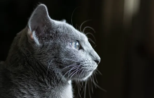 Профиль, Шерсть, Коооот