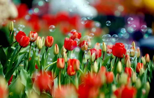 Картинка цветок, цвета, цветы, природа, краски, тюльпан, весна, мыльные пузыри