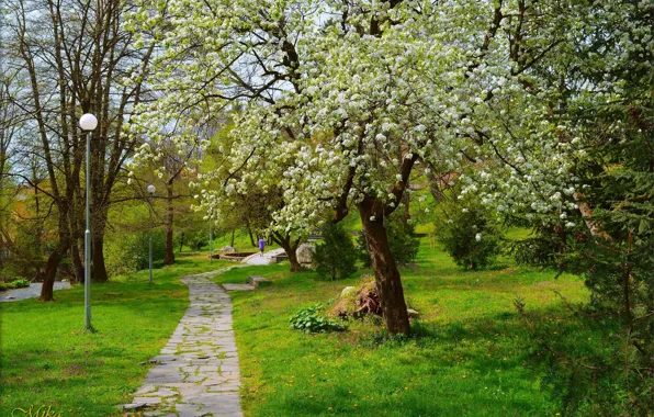 Картинка Весна, Парк, Park, Spring, Цветение, Flowering
