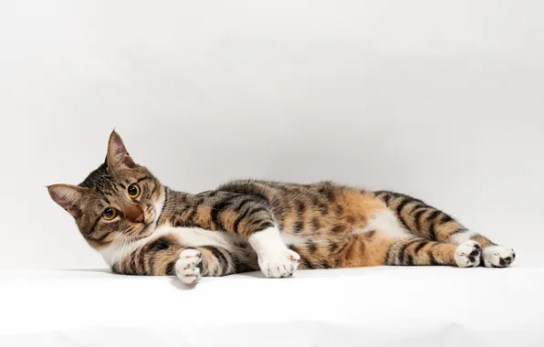 Кошка, кот, белое, лежа