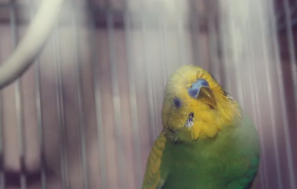 Картинка желтый, зеленый, перья, попугай